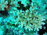 Corail (Acropora)